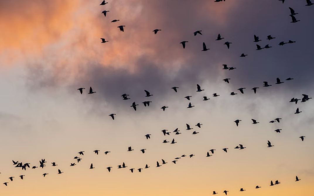 Imagen Trivial La Siberia - 37