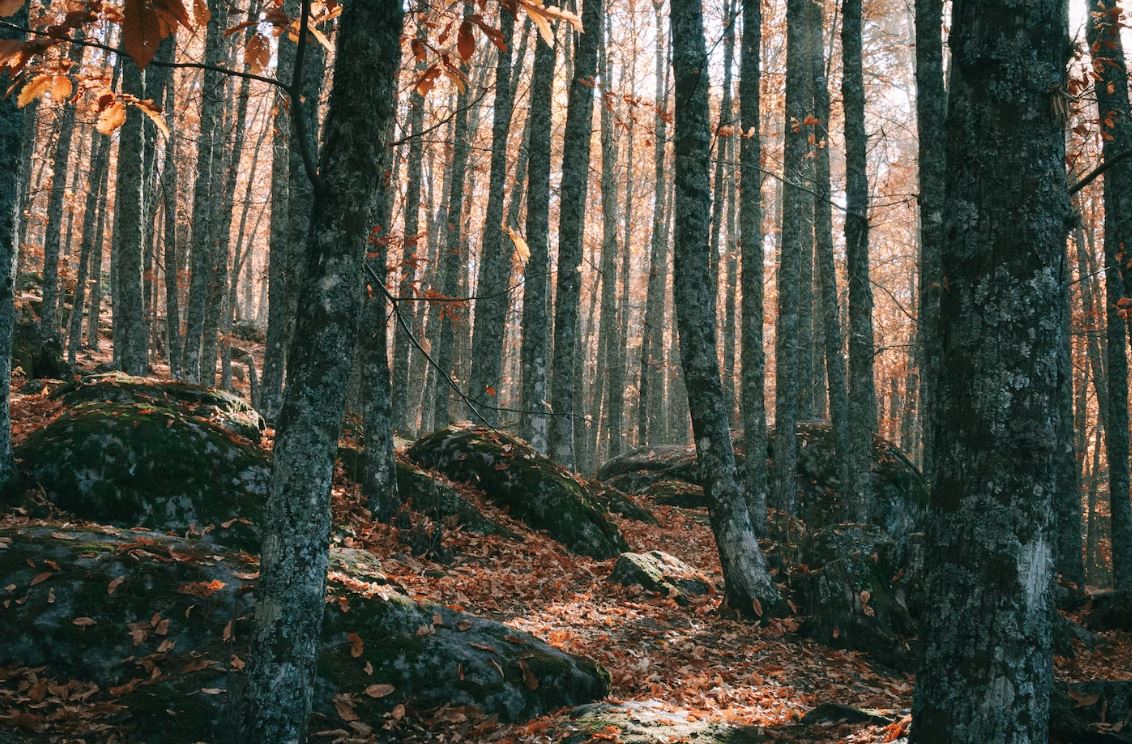 Imagen Trivial La Siberia - 49