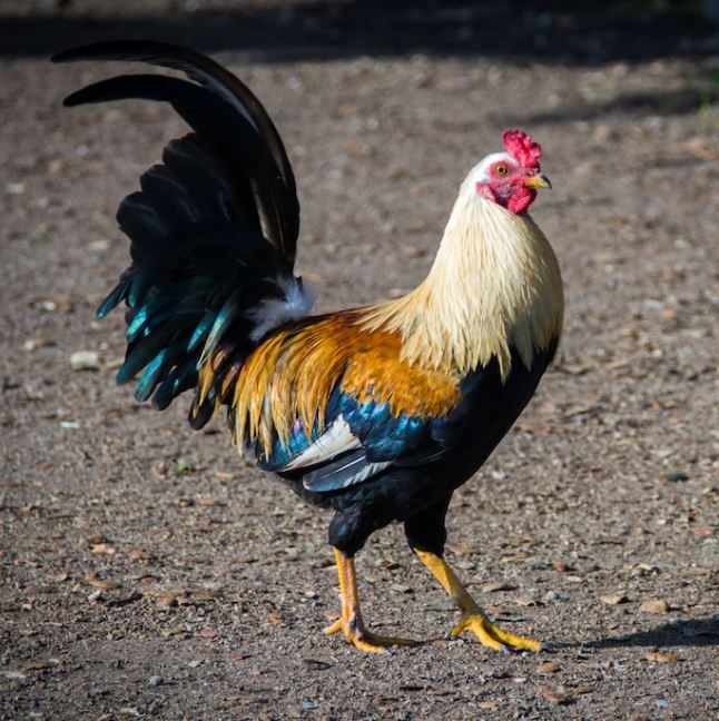 Imagen Trivial La Siberia - 54