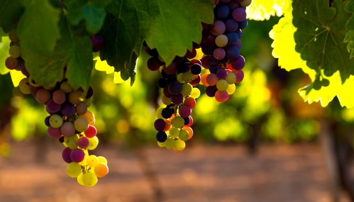 Imagen Trivial La Siberia - 58