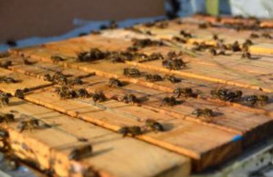 Imagen Trivial La Siberia - 97