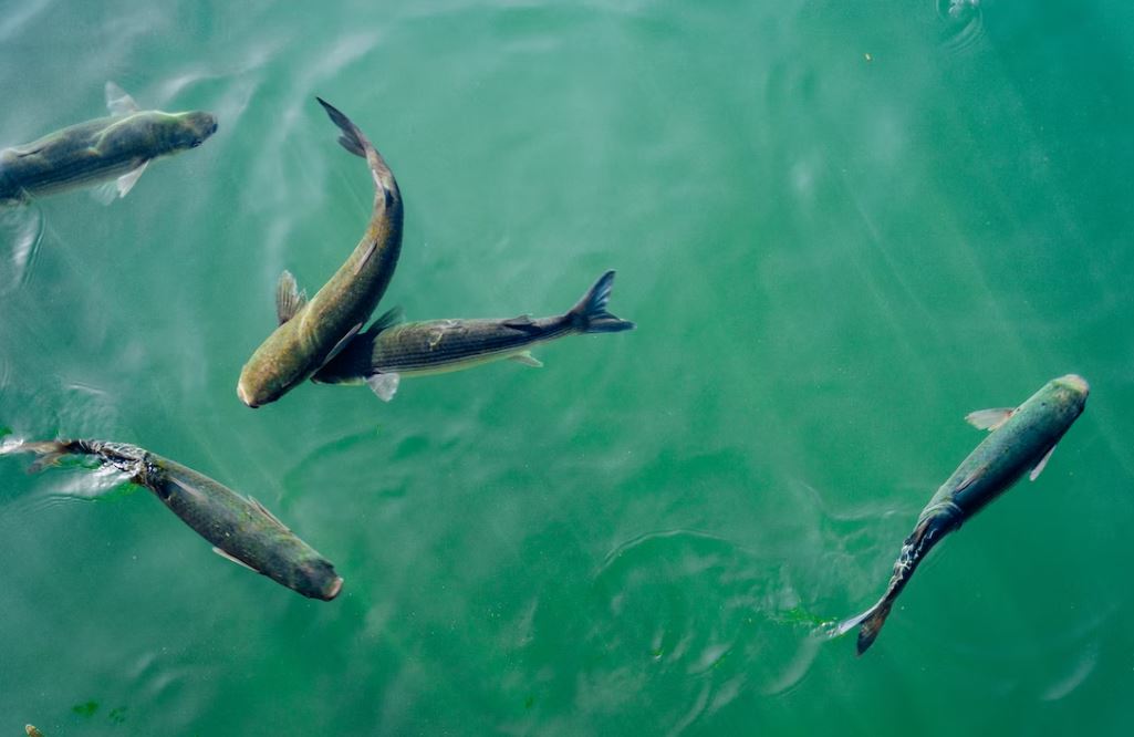 Imagen Trivial La Siberia - 99