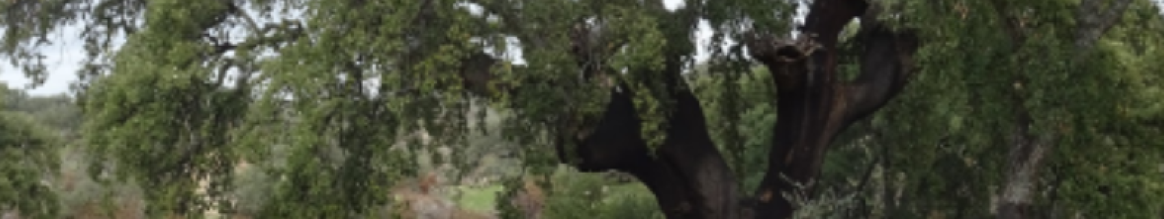 El Alcornoque del Abuelo