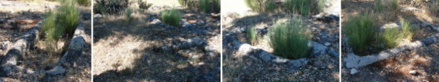 Tumbas Antropomorfas de Alcornocón