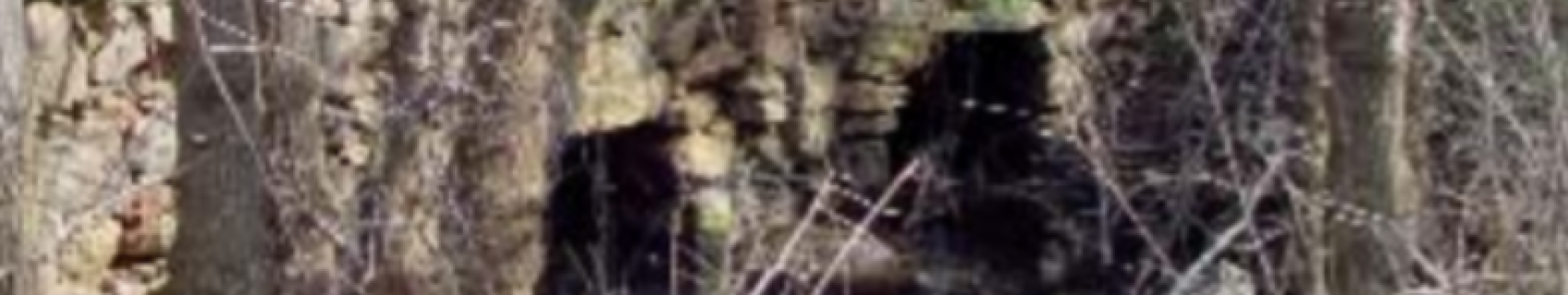 Molino de los Álamos