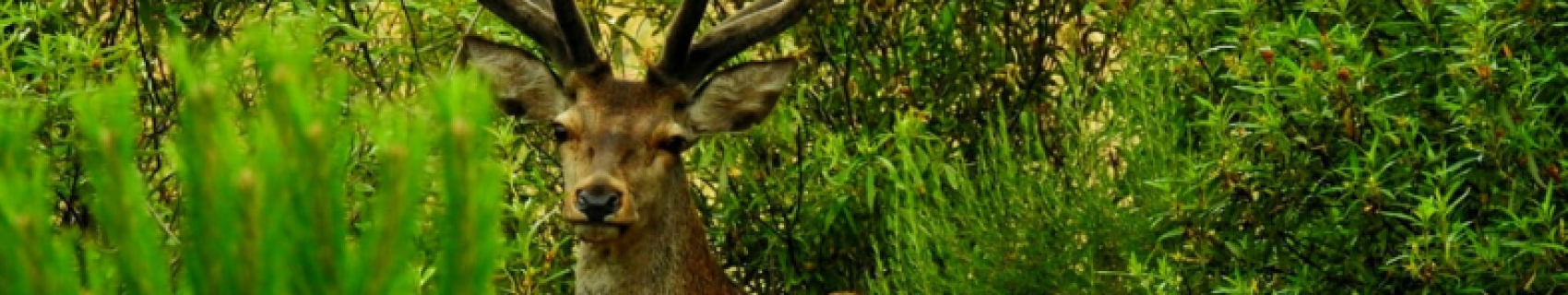 Reserva Regional de Cíjara