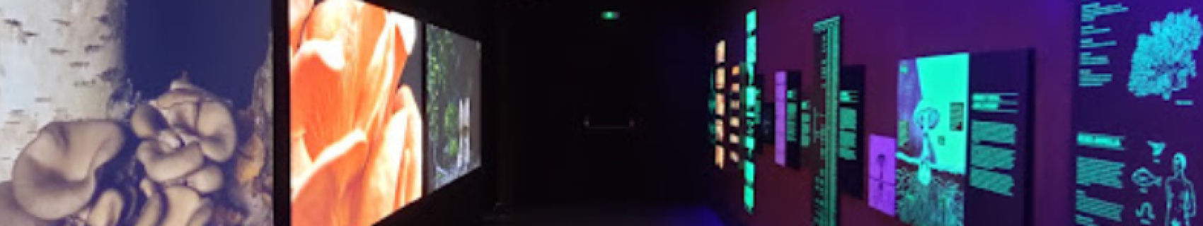 Museo Micológico de Monesterio