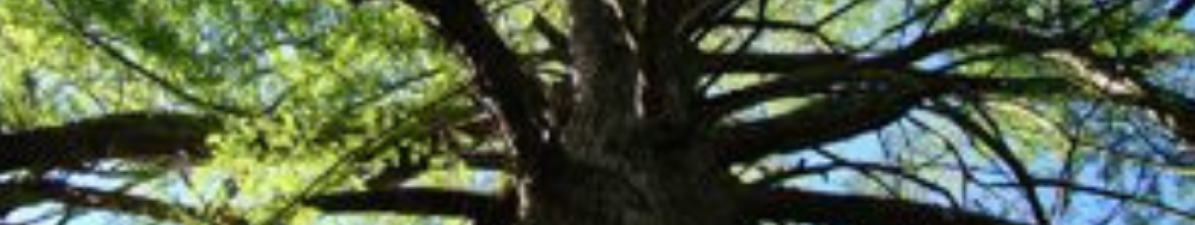 Ciprés Calvo de Las Mimbres