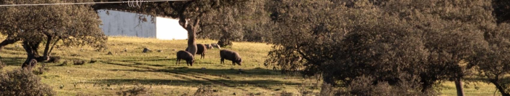 Mirador Turístico de Zafra a Bodonal de la Sierra