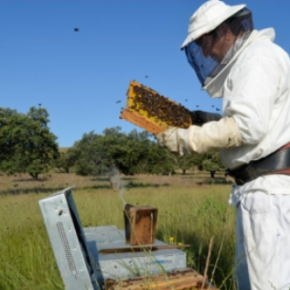 El arte de la apicultura en La Siberia