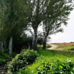 Cañada Real Soriana y Charco Hondo