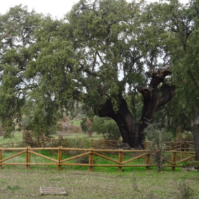 El Alcornoque del Abuelo