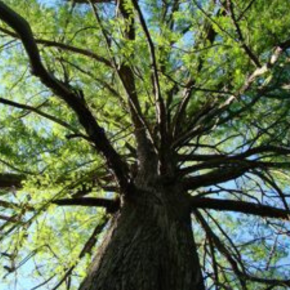 Ciprés Calvo de Las Mimbres
